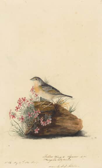 Audubon's Watercolors Pl. 130, Grasshopper Sparrow
