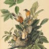 Audubon's Watercolors Pl. 131, American Robin
