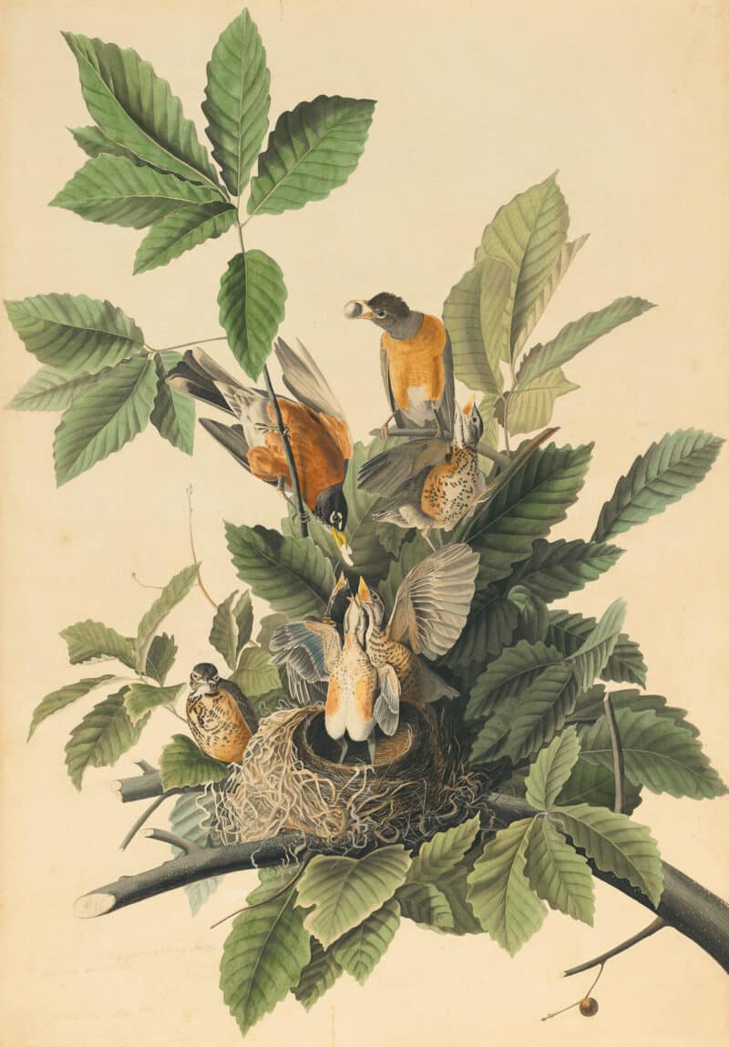 Audubon's Watercolors Pl. 131, American Robin