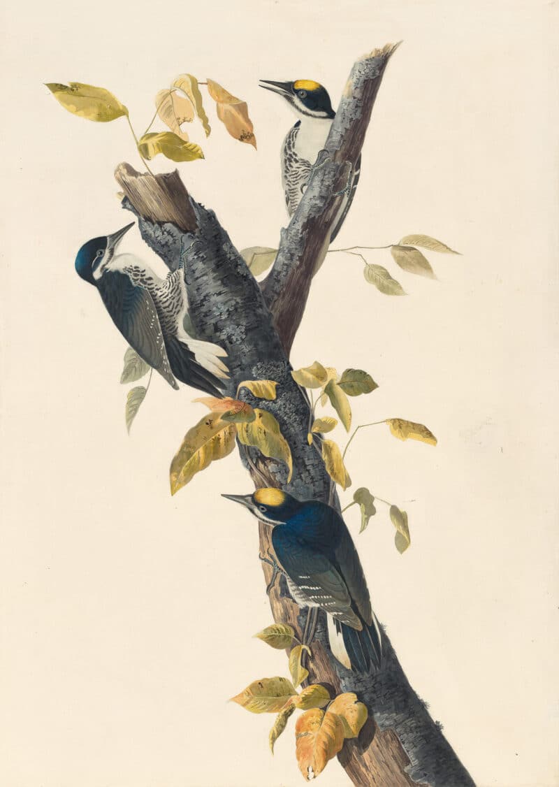 Audubon's Watercolors Pl. 132, Black-backed Woodpecker