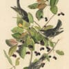 Audubon's Watercolors Pl. 133, Blackpoll Warbler