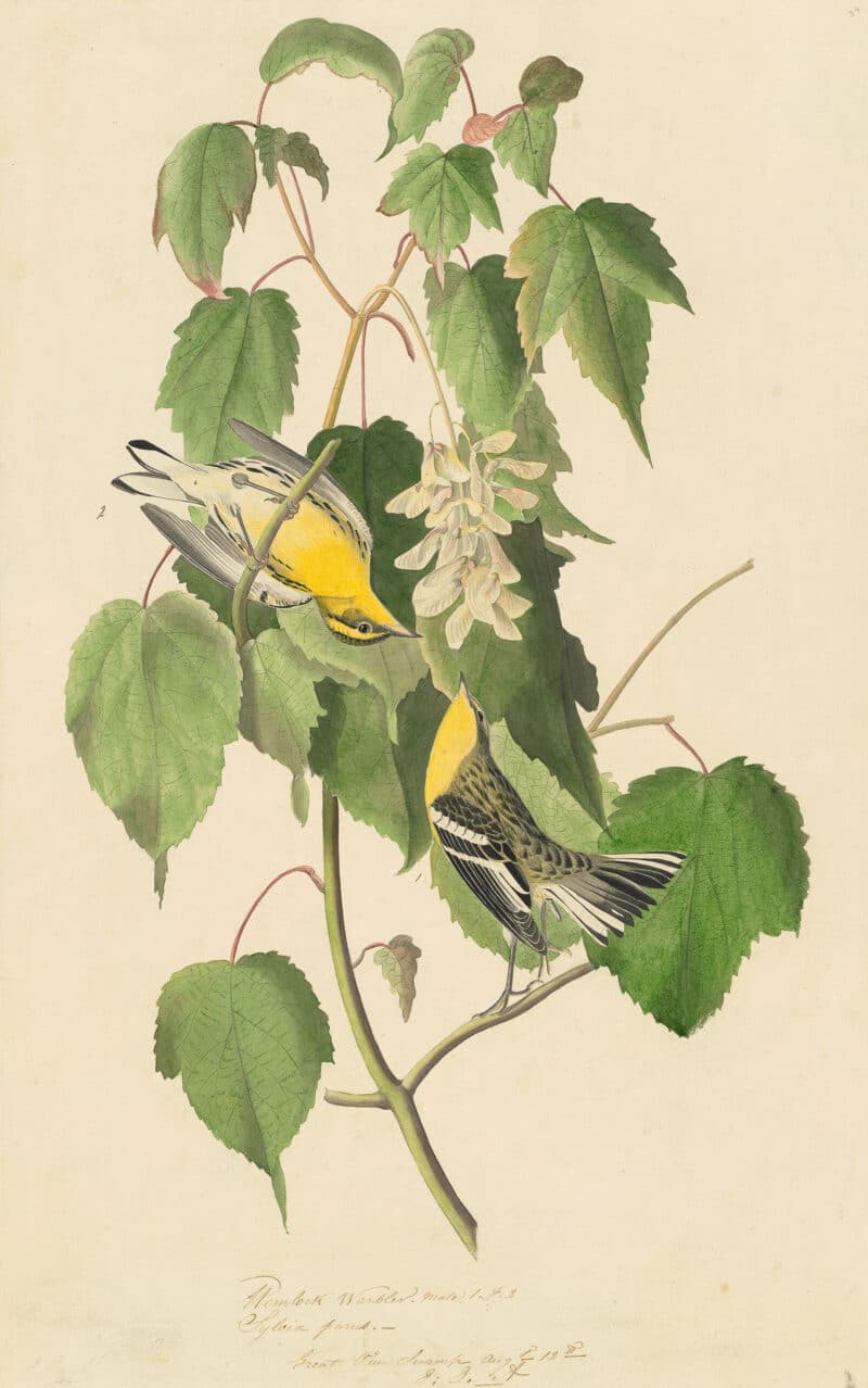 Audubon's Watercolors Pl. 134, Blackburnian Warbler