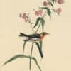 Audubon's Watercolors Pl. 135, Blackburnian Warbler