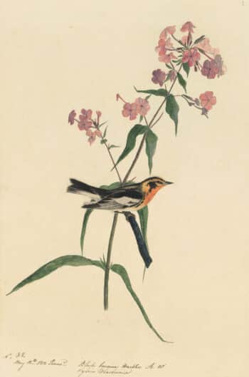 Audubon's Watercolors Pl. 135, Blackburnian Warbler