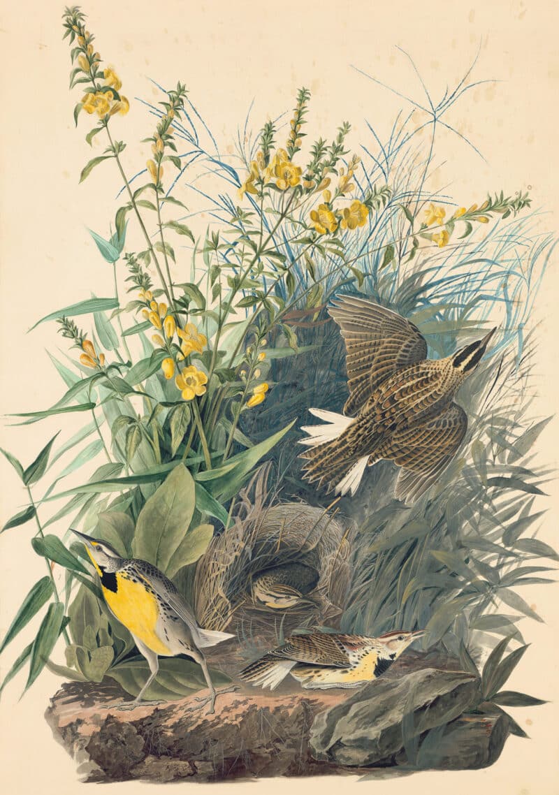 Audubon's Watercolors Pl. 136, Meadow Lark