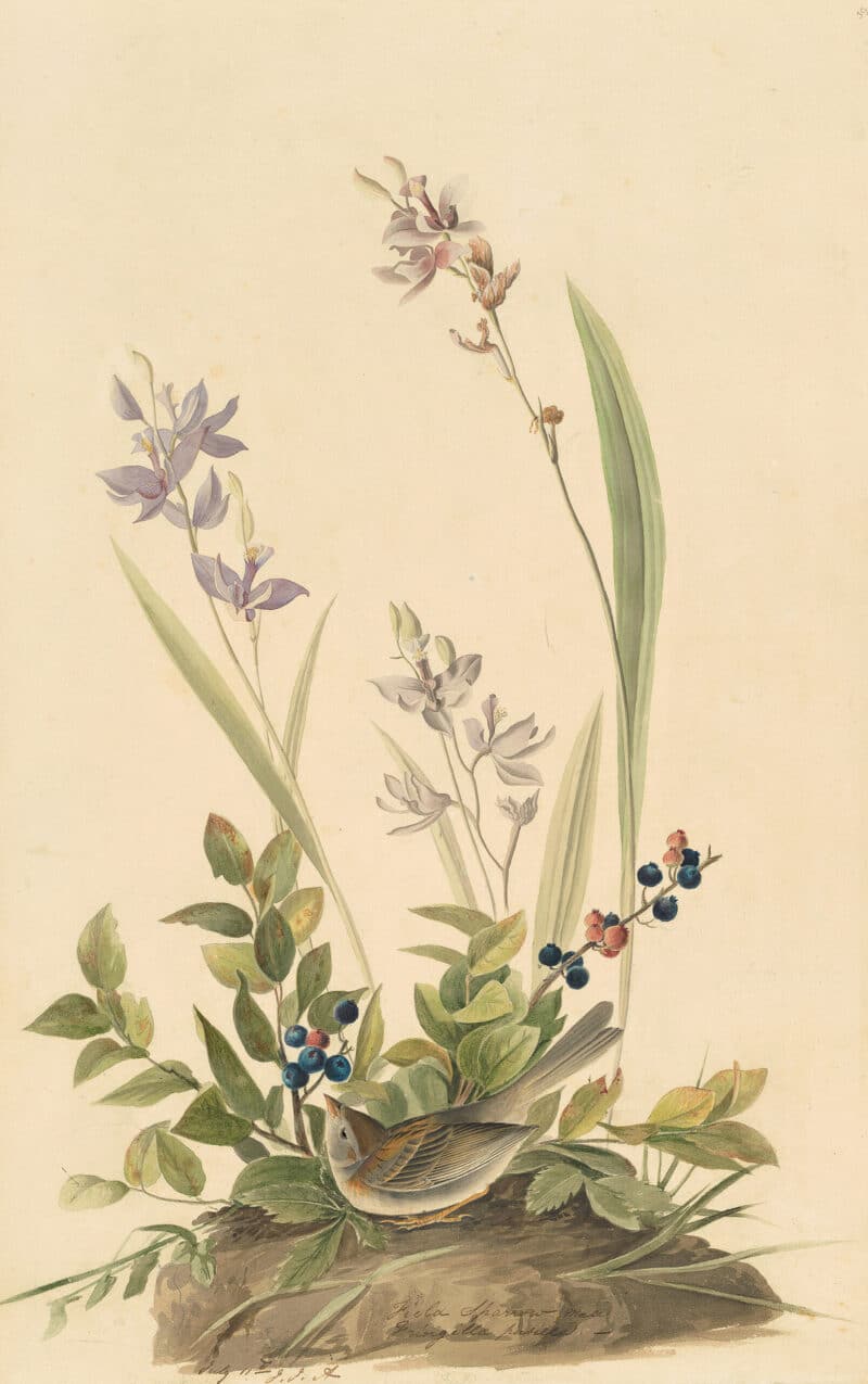 Audubon's Watercolors Pl. 139, Field Sparrow