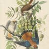 Audubon's Watercolors Pl. 142, American Kestrel