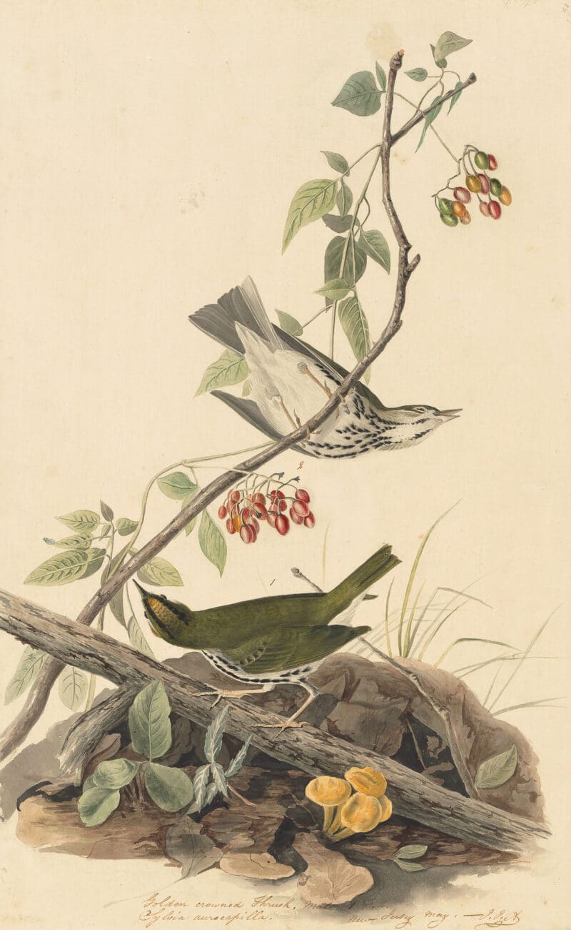 Audubon's Watercolors Pl. 143, Ovenbird