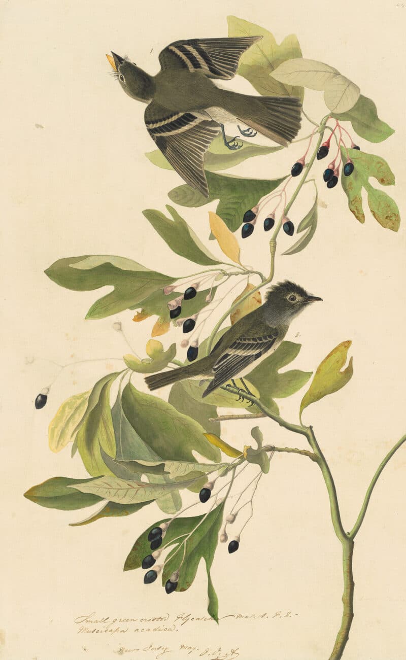 Audubon's Watercolors Pl. 144, Acadian Flycatcher
