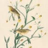 Audubon's Watercolors Pl. 145, Palm Warbler