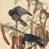 Audubon's Watercolors Pl. 146, Fish Crow