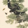 Audubon's Watercolors Pl. 147, Common Nighthawk