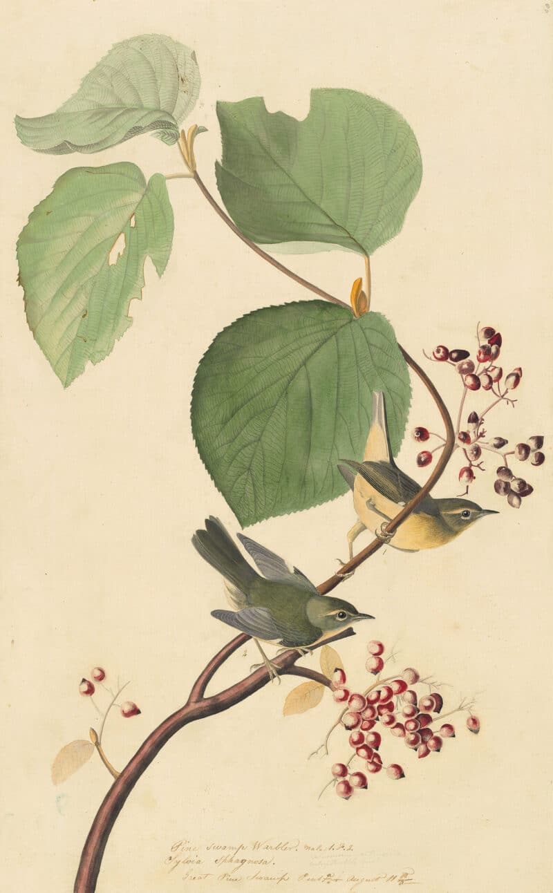 Audubon's Watercolors Pl. 148, Black-throated Blue Warbler