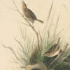 Audubon's Watercolors Pl. 149, Saltmarsh Sharp-tailed Sparrow