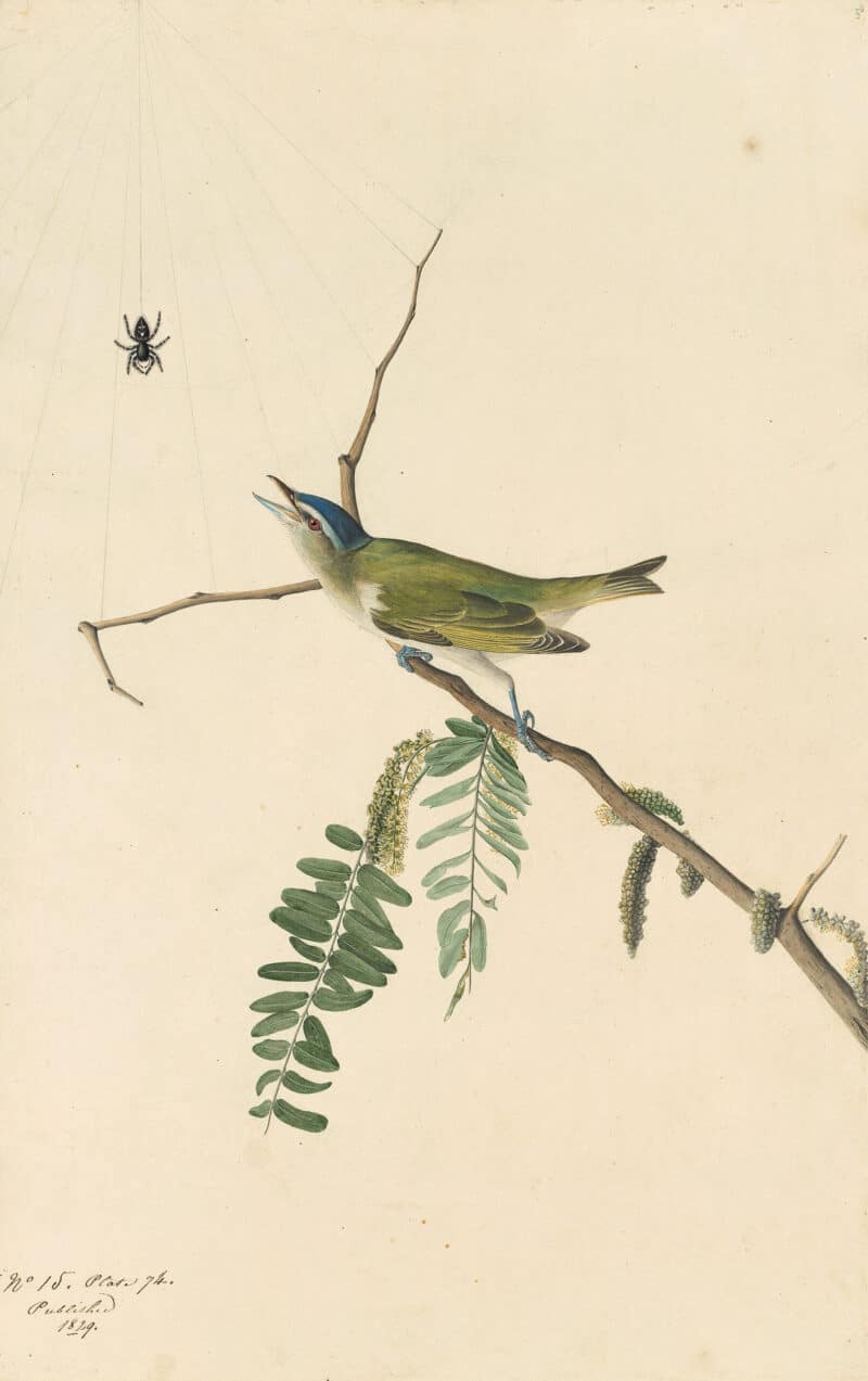 Audubon's Watercolors Pl. 150, Red-eyed Vireo