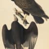 Audubon's Watercolors Pl. 151, Turkey Vulture