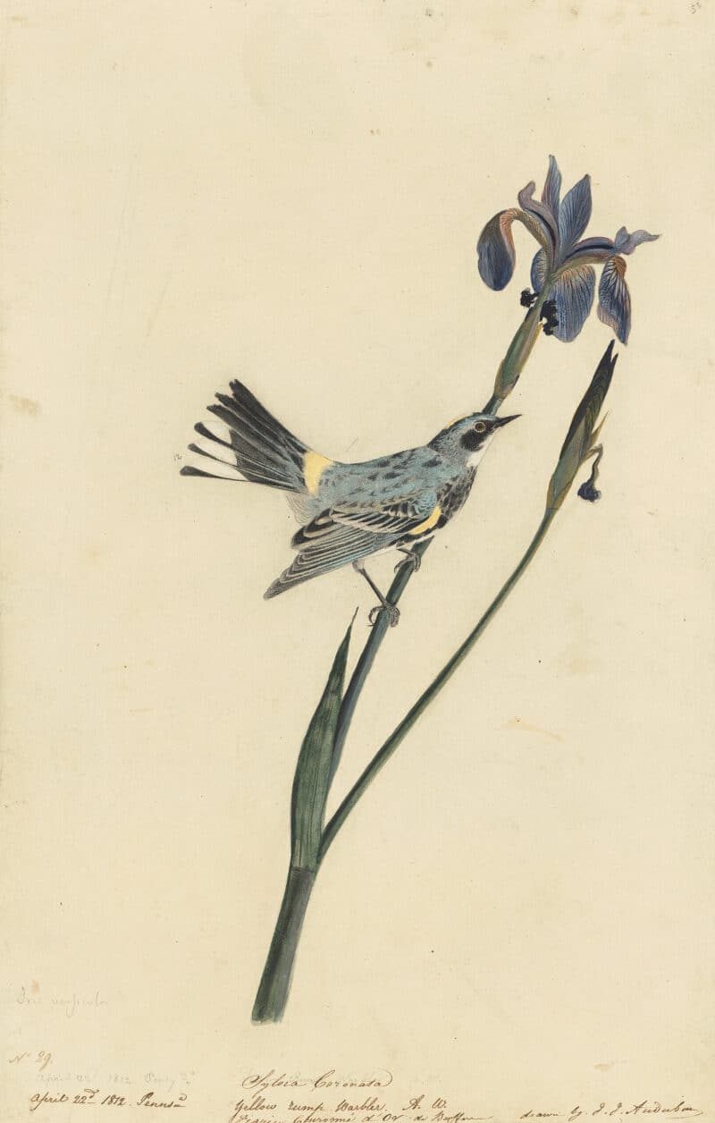 Audubon's Watercolors Pl. 153, Yellow-rumped Warbler