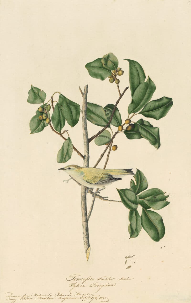 Audubon's Watercolors Pl. 154, Tennessee Warbler