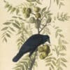 Audubon's Watercolors Pl. 156, American Crow