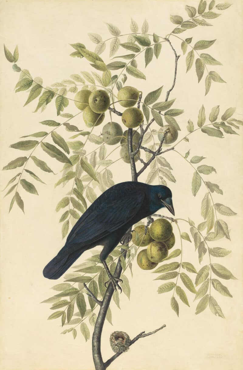 Audubon's Watercolors Pl. 156, American Crow