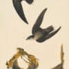 Audubon's Watercolors Pl. 158, Chimney Swift