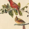 Audubon's Watercolors Pl. 159, Northern Cardinal