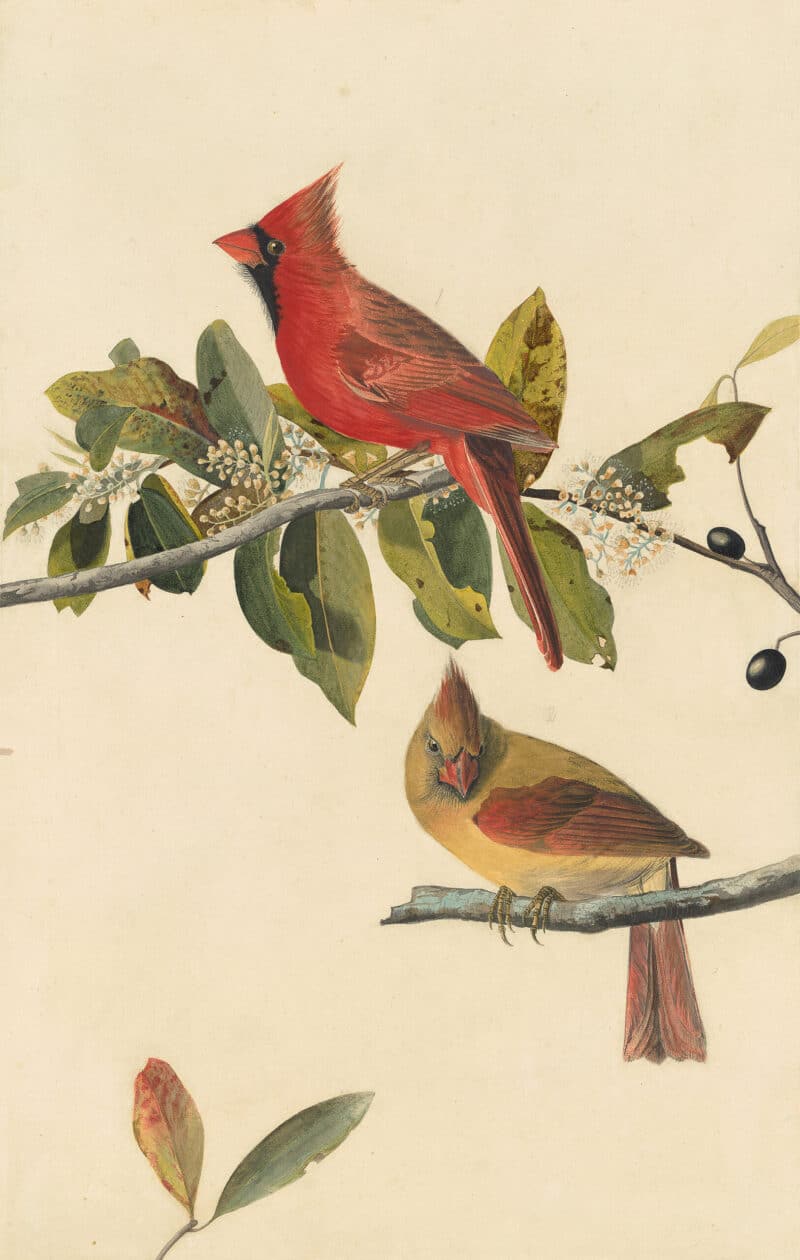 Audubon's Watercolors Pl. 159, Northern Cardinal