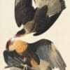 Audubon's Watercolors Pl. 161, Crested Caracara