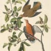 Audubon's Watercolors Pl. 162, Zenaida Dove