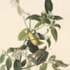 Audubon's Watercolors Pl. 163, Palm Warbler