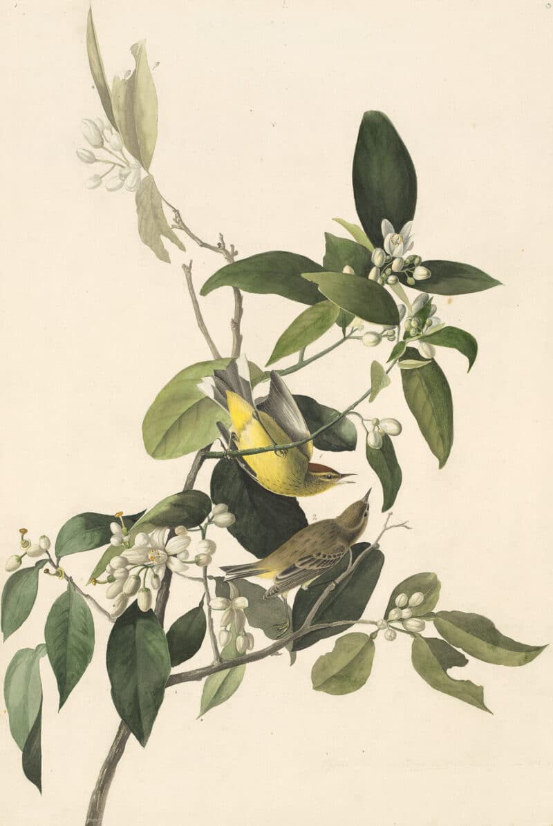 Audubon's Watercolors Pl. 163, Palm Warbler