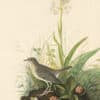 Audubon's Watercolors Pl. 164, Veery