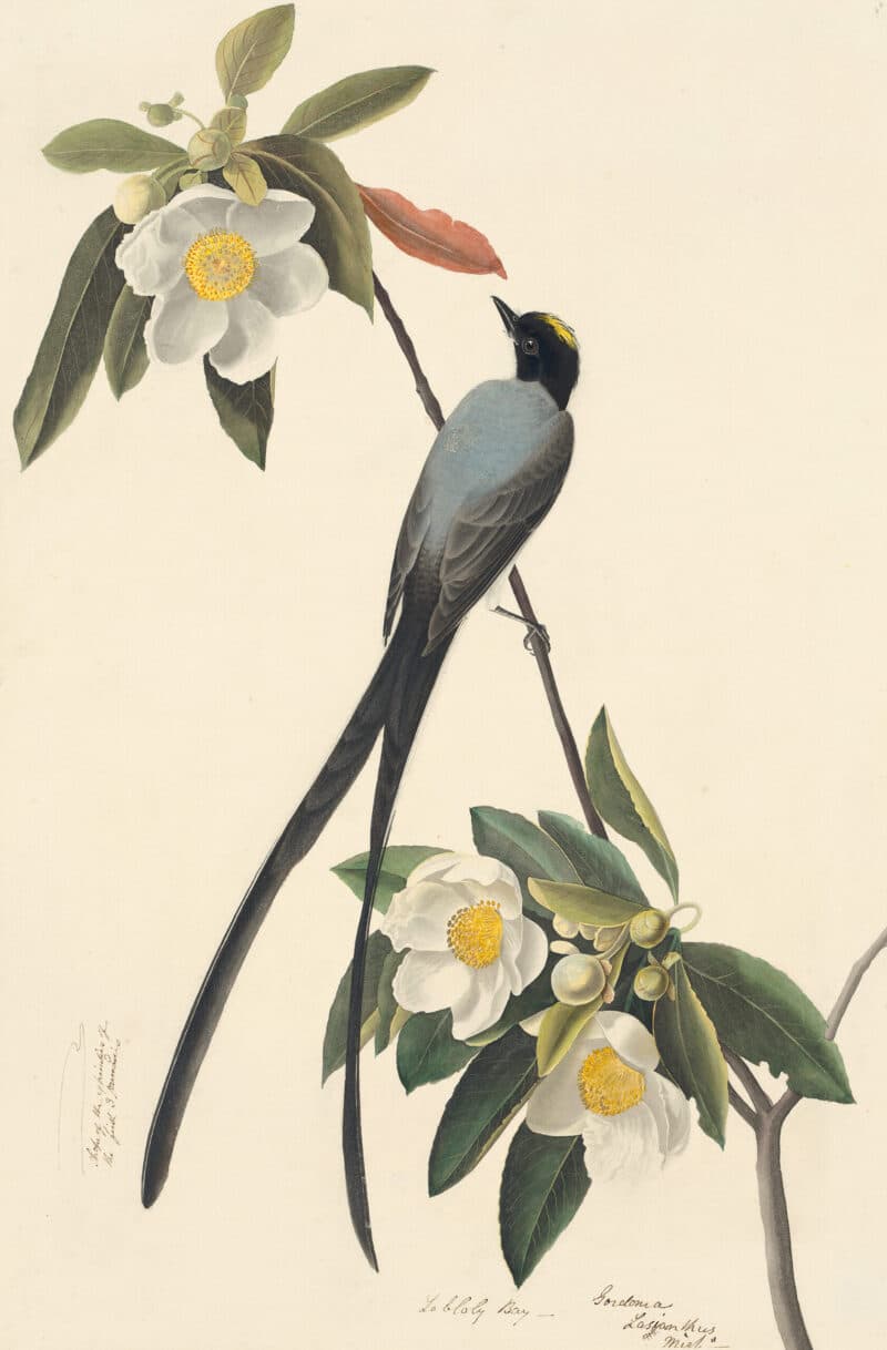 Audubon's Watercolors Pl. 168, Fork-tailed Flycatcher