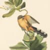 Audubon's Watercolors Pl. 169, Mangrove Cuckoo
