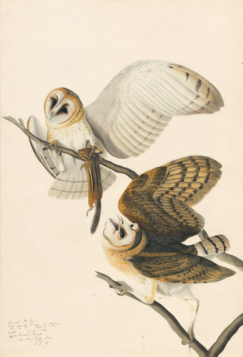 Audubon's Watercolors Pl. 171, Common Barn-owl