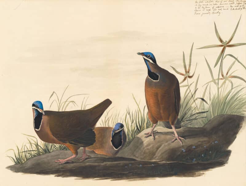 Audubon's Watercolors Pl. 172, Blue-headed Quail-dove