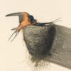 Audubon's Watercolors Pl. 173, Barn Swallow