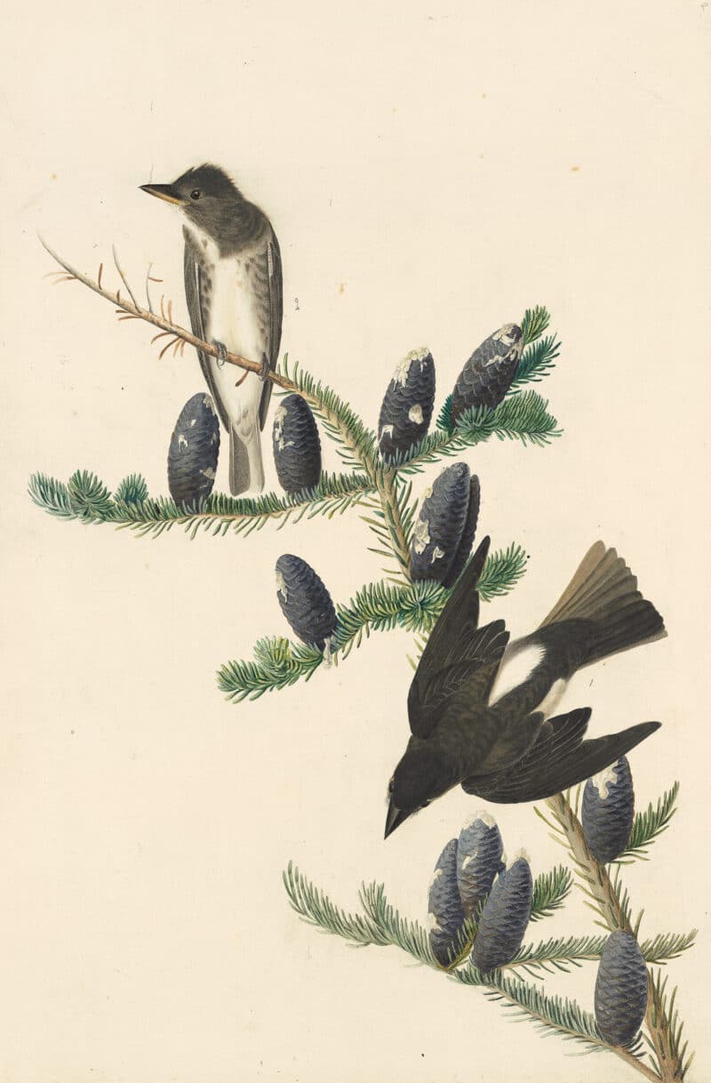 Audubon's Watercolors Pl. 174, Olive-sided Flycatcher