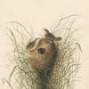 Audubon's Watercolors Pl. 175, Sedge Wren