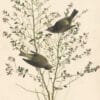 Audubon's Watercolors Pl. 178, Orange-crowned warbler