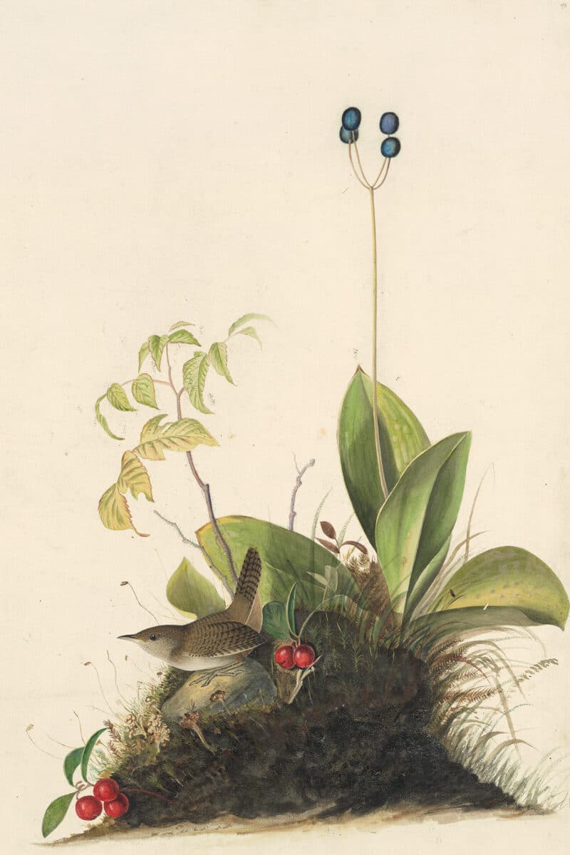 Audubon's Watercolors Pl. 179, House Wren