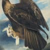 Audubon's Watercolors Pl. 181, Golden Eagle