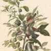Audubon's Watercolors Pl. 182, Common Ground-Dove