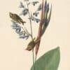 Audubon's Watercolors Pl. 183, Golden-crowned Kinglet