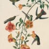 Audubon's Watercolors Pl. 184, Black-throated Mango