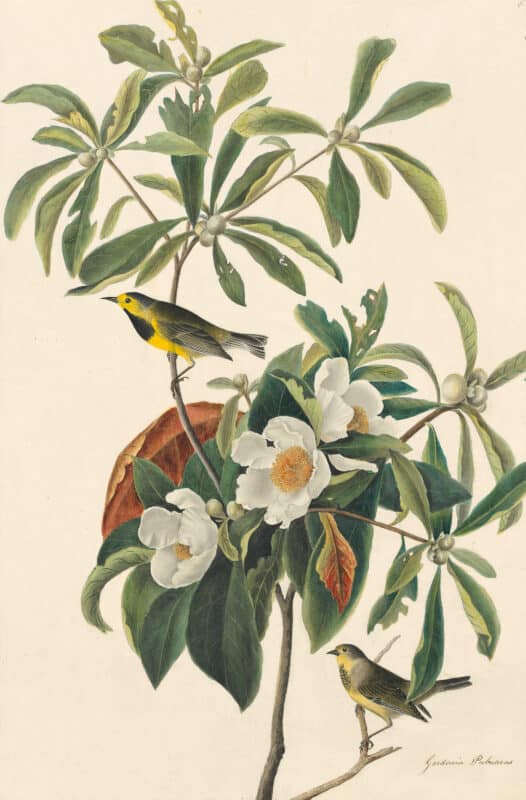 Audubon's Watercolors Pl. 185, Bachman's Warbler