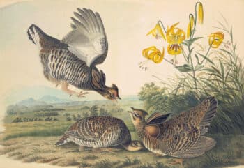 Audubon's Watercolors Pl. 186, Pinnated Grouse