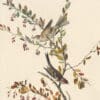 Audubon's Watercolors Pl. 188, American Tree Sparrow