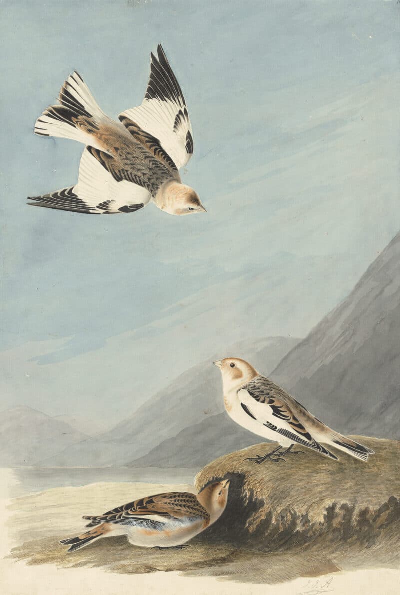Audubon's Watercolors Pl. 189, Snow Bunting