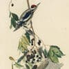 Audubon's Watercolors Pl. 190, Yellow-bellied Sapsucker